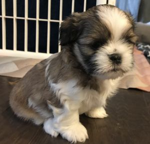 Pure breed Shih Tzu female puppy