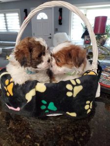Shih-tzu puppies