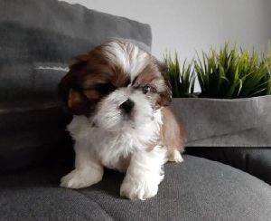 Adorable Shih Tzu Puppies