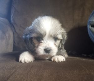 Shih-apso puppies