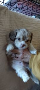 Ready to go to the forever home