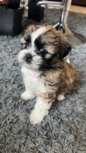 Shih Tzu Puppies
