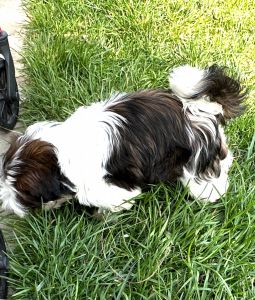 Listo para su nuevo hogar