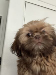 Two male Shih Tzu’s for sale. They are four months old and have had al