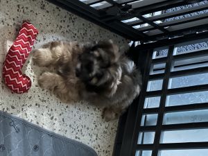shihtzu/lhasopoo