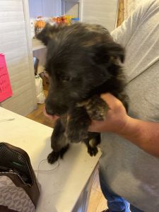 Mixed Breed Mari Mar