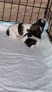 Shitzu for sale Meriden ct