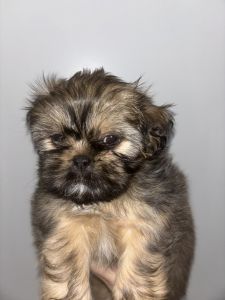 Shih tzu puppies