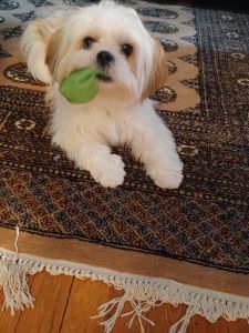 8 1/2 month female in Newton MA