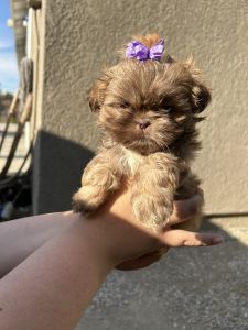 Akc Shih Tzu