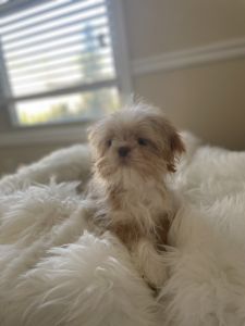 14 week akc registered female shih tzu