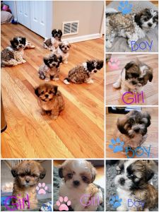 Shih Tzu Puppies