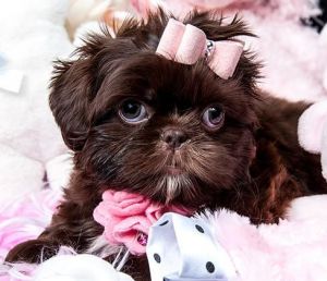 Super Adorable Puppies
