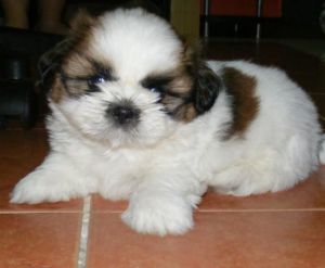 shih tzu for sale
