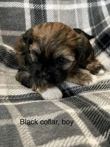 Poodle Shih Tzu mix Puppies