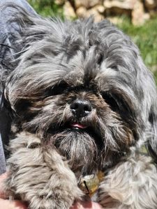 Shih tzu for sale