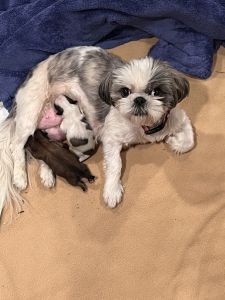 Shih tzu for sale