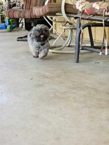 Shih tzu for sale