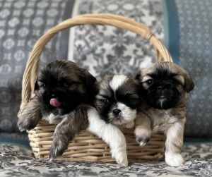 AKC Shih Tzu puppies
