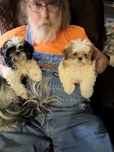 Beautiful Shih Tzu female puppies
