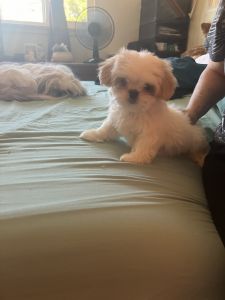 Shih Tzu puppies