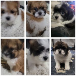 Obi ans Padme puppies