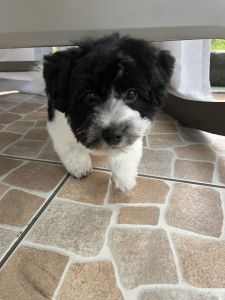 7 month old Teddy Bear (shih tzu/bichon frise
