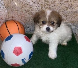 Perfect addition to your family!