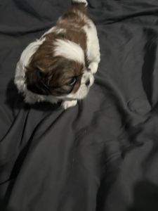 Adorable Shih Tzu