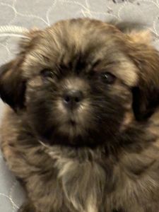 HOME RAISED SHIHTZUS