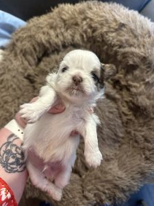 Male shih tzu puppy