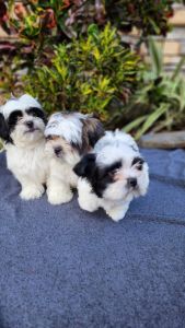 Shihtzu puppies