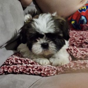 Selling full blooded shitzu pups