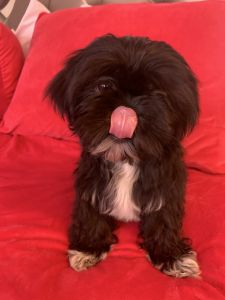 Adorable Shih tzu puppies