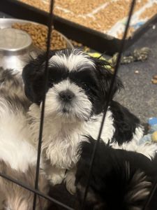 Need to find these puppies a home ASAP