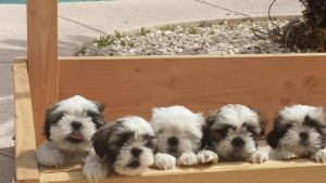 shih tzu puppies