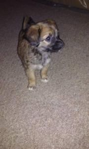 ShihTzu Chihuahua mixed