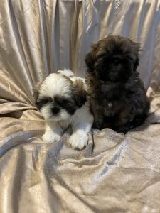 AKC Shih Tzu