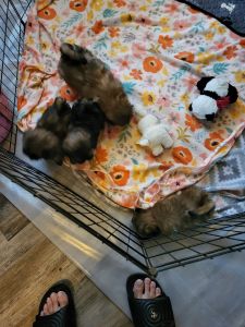 Fool blooded with papers