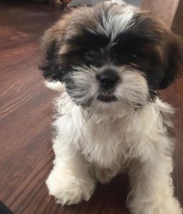 Males & Females Shih Tzu puppies