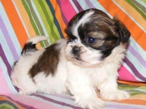 Beautiful Imperial Shih Tzu Puppies