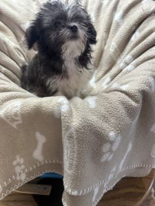 Puppies looking for new homes