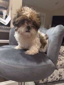 Shih Tzu Puppy