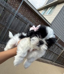 Sweet female 8 week full Shih Tzu