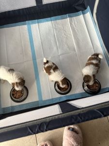 Shih tzu puppies