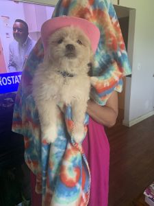 Apple of my eye puppies