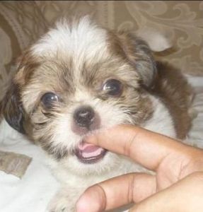 Shih Tzu Adorably, Amazing