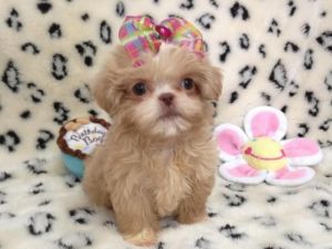 Shih Tzu Puppies