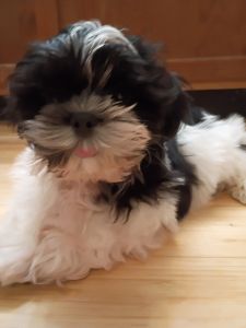 Looking for a Loving Home for a Shih Tzu Puppy