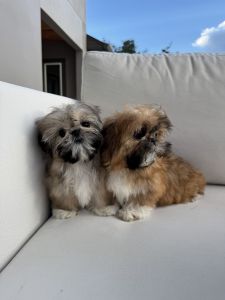 Darling Chinese Imperial Shih Tzu